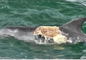 Marine Dynamics gewaar n Bottelneus Dolfyn